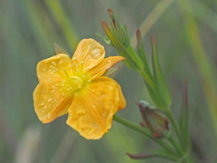 Linum thunbergii