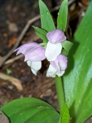 Galearis spectabilis