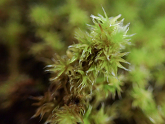 Racomitrium elongatum
