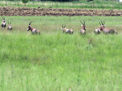 Damaliscus pygargus phillipsi