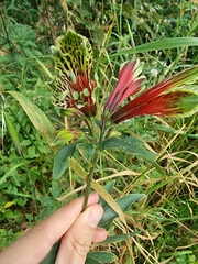 Alstroemeria psittacina