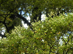 Nothofagus cliffortioides