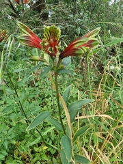 Alstroemeria psittacina
