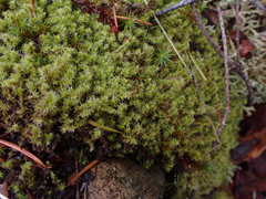 Racomitrium elongatum