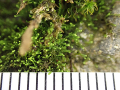 Cephaloziella