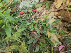 Oplismenus compositus