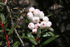 Gaultheria hispida