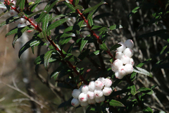 Gaultheria hispida