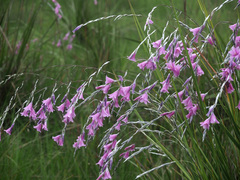 Dierama