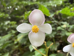 Begonia formosana