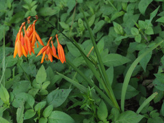 Crocosmia aurea