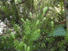 Leptecophylla juniperina