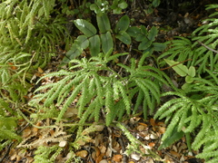 Lycopodium volubile