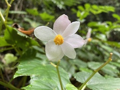 Begonia formosana
