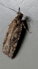 Agonopterix pulvipennella
