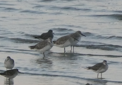 Calidris tenuirostris