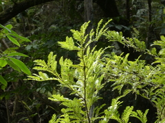Prumnopitys ferruginea