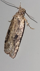 Agonopterix pulvipennella