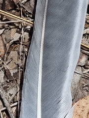 Podargus strigoides