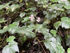 Begonia formosana