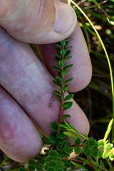 Adenandra brachyphylla