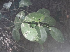 Coelospermum dasylobum