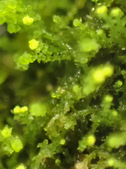 Cephaloziella