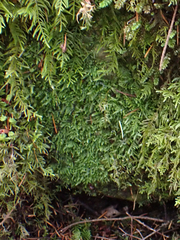 Plagiothecium denticulatum