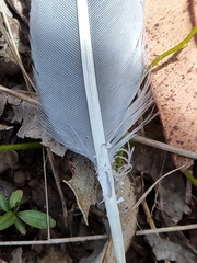Podargus strigoides