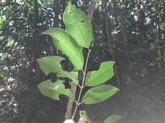 Coelospermum dasylobum