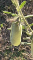 Crotalaria juncea