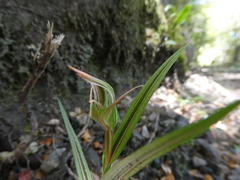 Pterostylis irsoniana