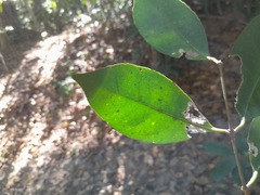 Coelospermum dasylobum