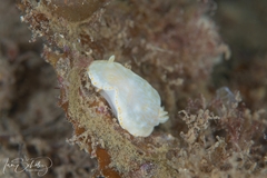Goniobranchus epicurius
