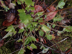 Heuchera micrantha