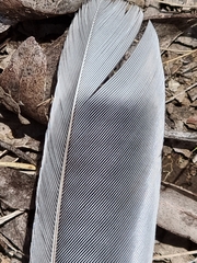 Podargus strigoides