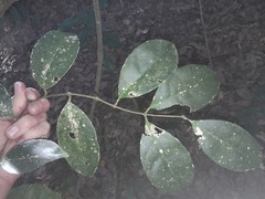 Coelospermum dasylobum