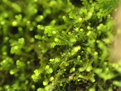 Cephaloziella