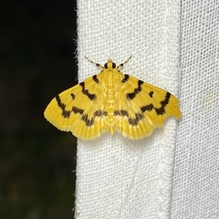 Dichocrocis clytusalis