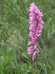 Watsonia densiflora