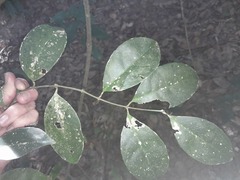 Coelospermum dasylobum