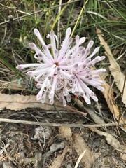 Petrophile linearis
