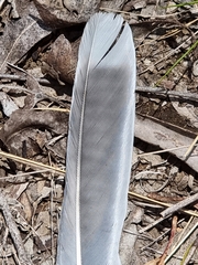 Podargus strigoides