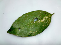 Coelospermum dasylobum