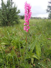Watsonia densiflora