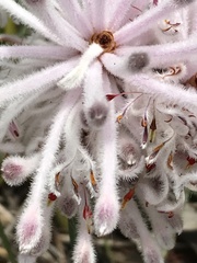 Petrophile linearis