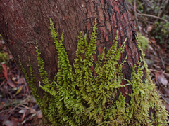 Homalothecium nuttallii