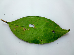 Coelospermum dasylobum