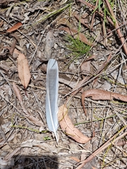 Podargus strigoides