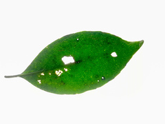 Coelospermum dasylobum